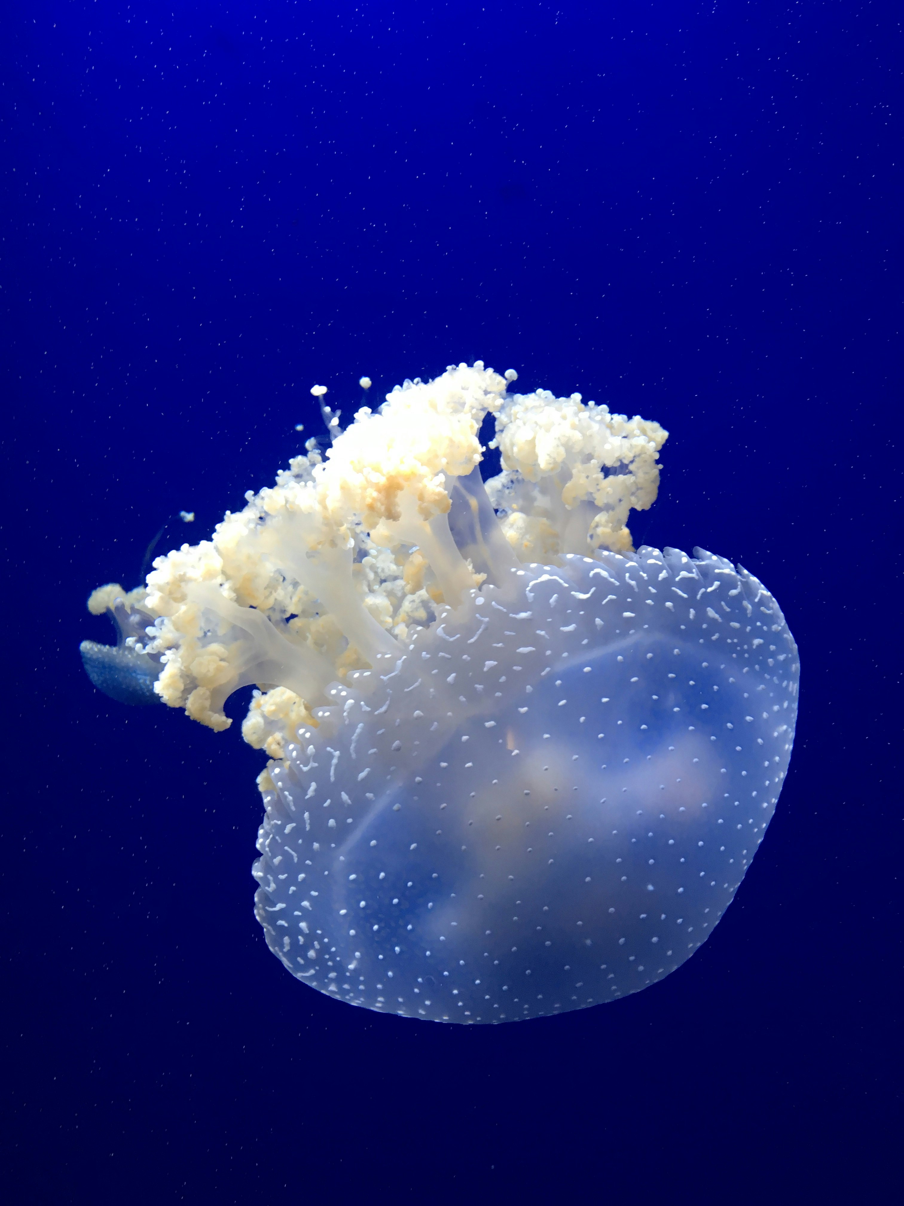 underwater photography of white jellyfish